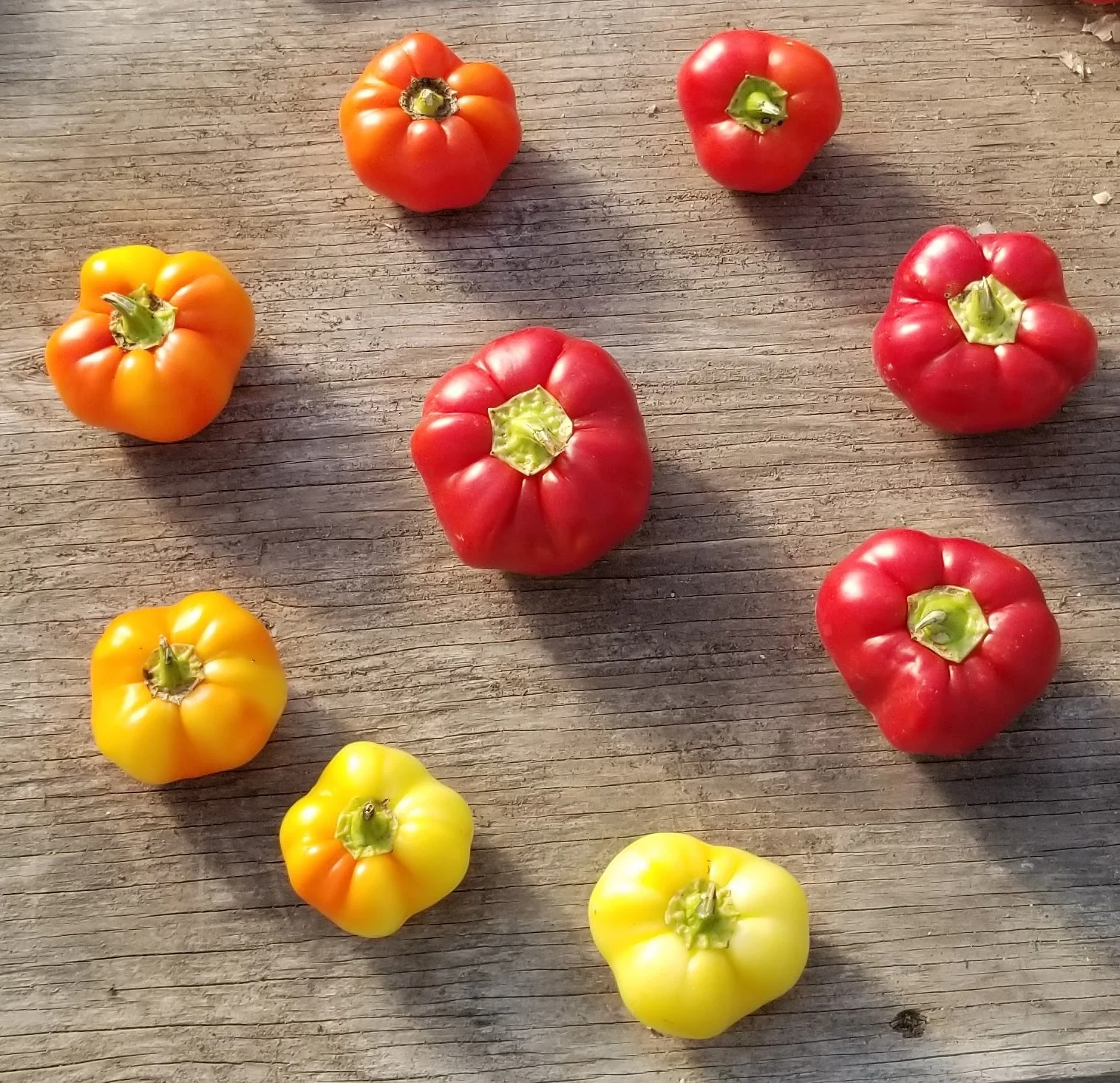 Nouveautés semences 2026